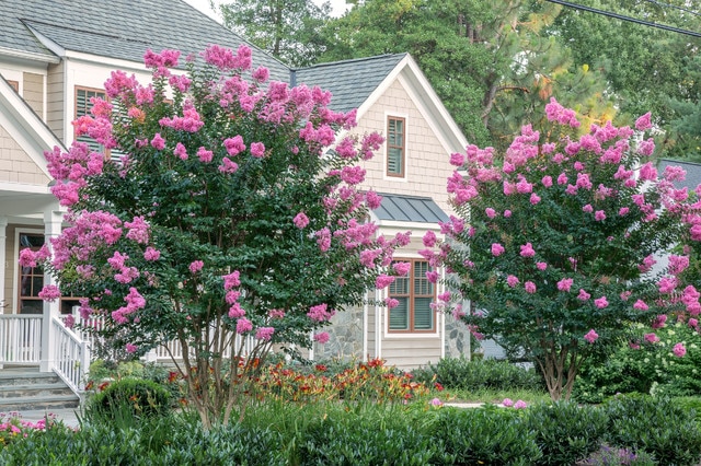 Curb Appeal Landscaping Ornamental Trees